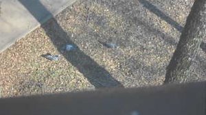 Голуби весна 2026. 25 марта. DSCN7630