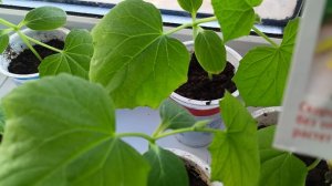 Моя рассада огуречков зеленеет. Ждет весеннего солнышка и тепла.