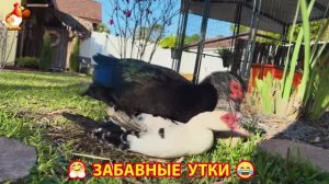 Забавные утки мускусные и пекинские на свободном выгуле со своими друзьями ч.(379) ❣️🤗😂