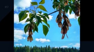 И. Крылов. Осел и Соловей. Басня