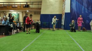 Бест юниоров отдельной 9 группы
Выставка собак ЧРКФ «ВЕСЕННИЕ ВСТРЕЧИ» 
ПЦ " СЕВЕРНАЯ ИМПЕРИЯ "👍 
Э