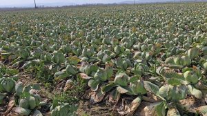 Озимая капуста, Дагестан март 2026 год.