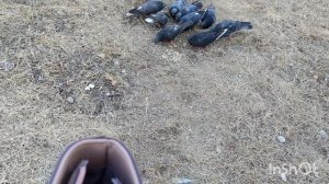 Кот раненый...