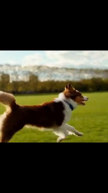 #собаки #друзьячеловека #щенки #собачьиужины