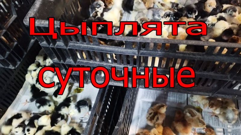 Суточные цыплята