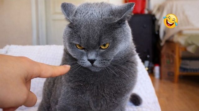 Невозможно удержаться от смеха 🤣😹 Самые смешные видео с котами 2026 года