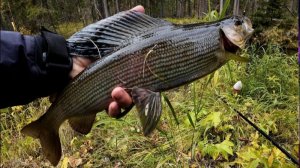 ловлю хариуса на таёжной речке