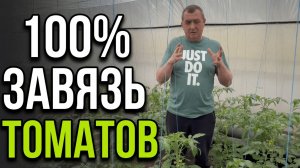 100% ЗАВЯЗЬ ТОМАТОВ в теплице! Секрет «туканья» и схема подкормок для мощных кистей