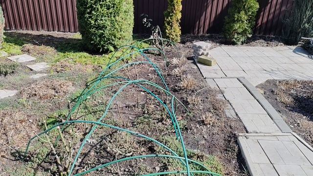 Открыла розы. Подстригла туи и можжевельники.