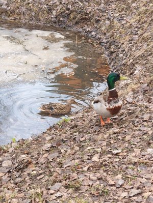 минутка внимания на природу 6.1 выпуск от 31.03.2026