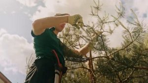 Сосна_Художественная_обрезка_когда_не_знаешь_с_чего_начат