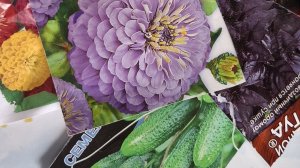 Сею семена перцев, томаты желтые , синие👀👌, сиреневая циния😍!