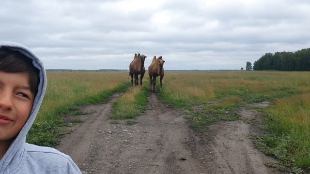 20220701 По дороге из Омска в Курган - верблюды