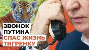 «Нам позвонили из Кремля»: как звонок Путина спас жизнь тигрёнку