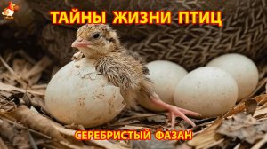 Тайны жизни птиц в природе – Серебристый Фазан от яйца до полета