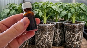 1 Капля и рассада толстеет на глазах, из чахлой в мощную за пару дней