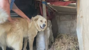 Алабай Кузя ждёт холодную зиму