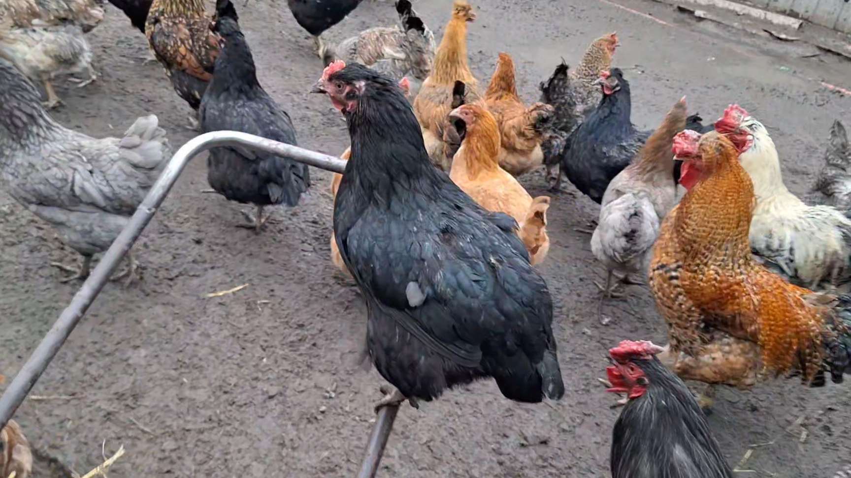 Здравствуйте 👋 Чищу курятник, куры бесят.