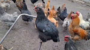 Здравствуйте 👋 Чищу курятник, куры бесят.