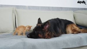 Немецкая овчарка подверглась нападению милого крошечного котенка.