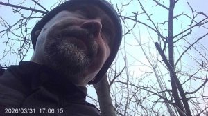 Исполняю послушание - по маминой просьбе переношу саженцы