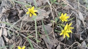 СЛУШАЮ ТОЛЬКО. ЛУЧШЕЕ. МУЗЫКА🎤🎼🎹🎶. ВЕСНА🌱. ПЕРВЫЕ. ЦВЕТЫ🌸🌺🌻🌹🌷🌼💐....