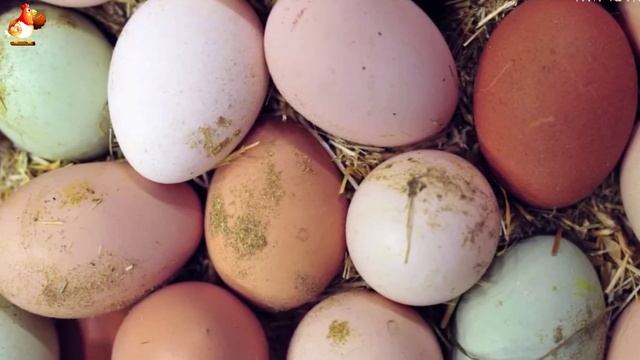 Самые крупные куры Лангшан