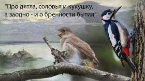 "Про дятла, соловья и кукушку, а заодно - и о бренности бытия"