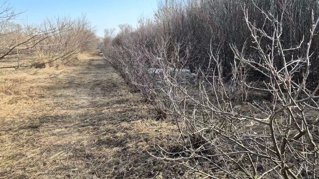 31 марта +21, ответы на вопросы об аронии