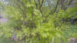 РАДОСТНЫЙ МАЙ (влог 45) 8.05.2025