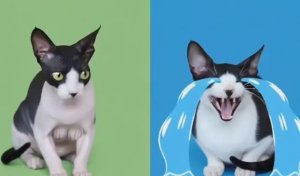 ПРИЯТНАЯ ИИ АНИМАЦИЯ | ОЧЕНЬ МИЛЫЕ КОТИКИ | АСМР | ЗАЛИПАЛКИ