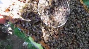 один из способов подсадки матки к пчелам из любой выбранной семье на пасеке ( видео из архива )