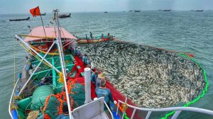 Потрясающе🤩 Миллиарды сардин, выловленных с помощью кошелькового невода
