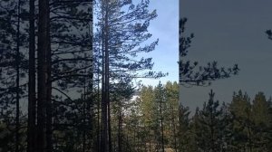 Песнь Исцеления на иных языках - Дух Святой объемлет 🕊️❤️🔥✨📯🌏