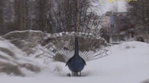 "МИМОХОДОМ", 31 марта 2015 год. Автор проекта О. Дзиов