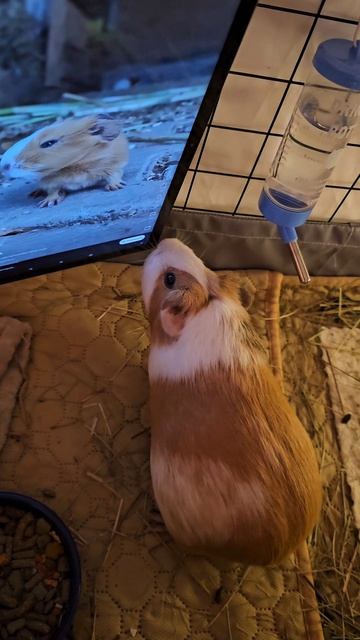 Реакция морской свинки Белки на писк незнакомой маленькой свинки из интернета