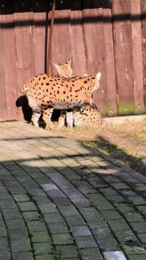 Дорогая,помой спинку