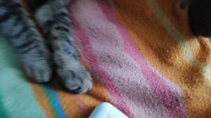 котики в поисках серого кота.