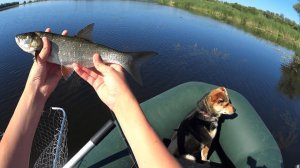 ПЛЫЛИ ЗА ЩУКОЙ НО ПОЙМАЛИ  СЕРЕБРЯНУЮ РЫБУ!!!