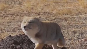 Вы когда‑нибудь видели, как забавно ходит тибетская лиса?