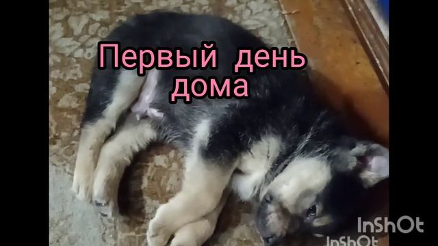 Первый день дома