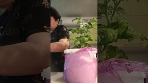 Небольшая стрижка 🍅