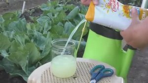 Чем подкормить капусту для быстрого роста? Защита от вредителей и болезней своими руками