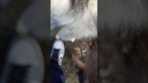 прогулки с собаками 2