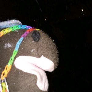 конкур на харика (хоби хорсингу)