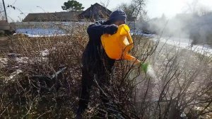 Как правильно ухаживать за чёрной смородиной и крыжовником весной