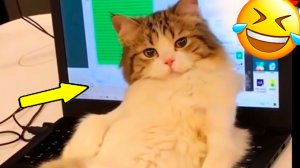 ✅ Я РЖАЛ ДО СЛЁЗ, СМЕШНЫЕ ПРИКОЛЫ 2026, СБОРНИК ПРИКОЛОВ, ЛУЧШИЕ ПРИКОЛЫ, С ДЕВУШКАМИ, С КОТАМИ