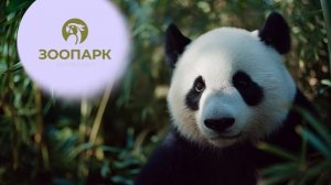 Телеканал «Зоопарк» обновляет графическое оформление в честь 20-летия