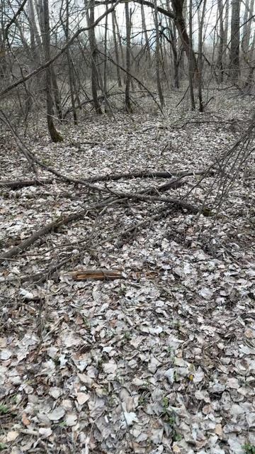 Проверили место где собирали сморчки