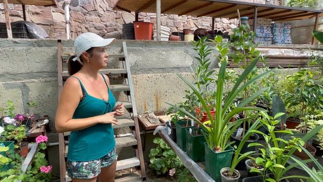 Если есть зеленые руки, то теплица даст доход